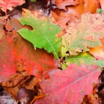 Herbsturlaub / Autumn Holidays